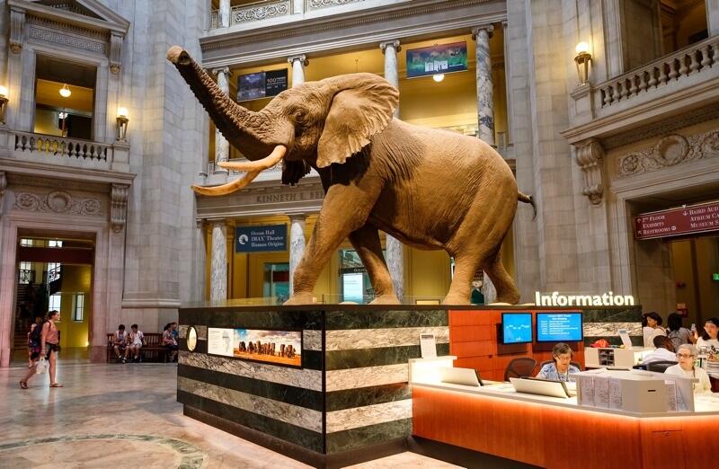 large elephant at museum
