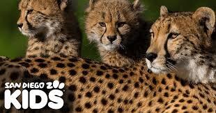 three baby leopards
